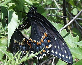 mariposa_negro